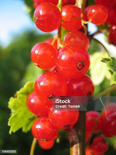 Foto de Closeup De Groselha Vermelha e mais fotos de stock de Arbusto - Arbusto, Baga - Fruta, Canteiro de Flores