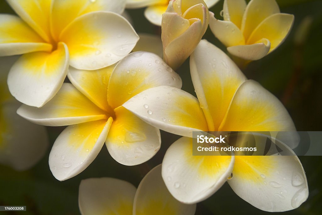 Copie de Plumeria - Photo de Frangipanier libre de droits