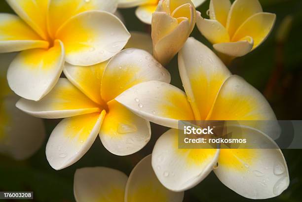 Plumeria Copy Stock Photo - Download Image Now - Frangipani Blossom, Pink Color, Beauty