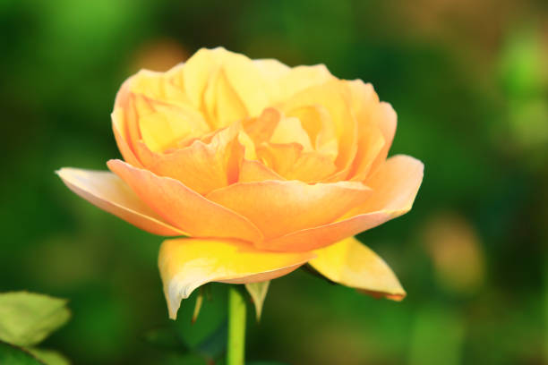 istock fresh yellow Rose blooming in the garden 1760034586