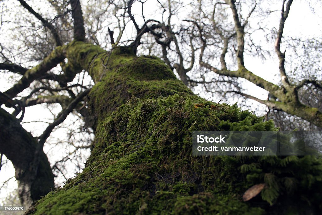 Mossy albero - Foto stock royalty-free di Albero