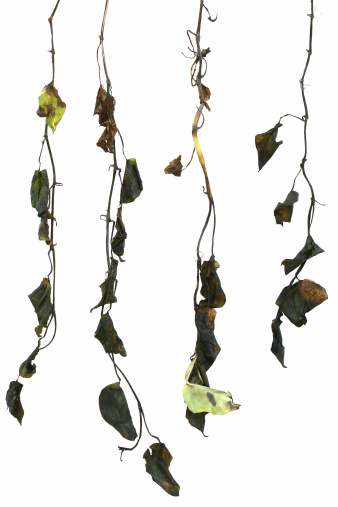 Dirty rotten decayed hanging vines, isolated on white.  Fun for all kinds of grunge design projects.