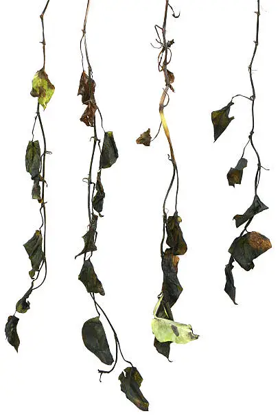 Photo of Rotten Hanging Vines