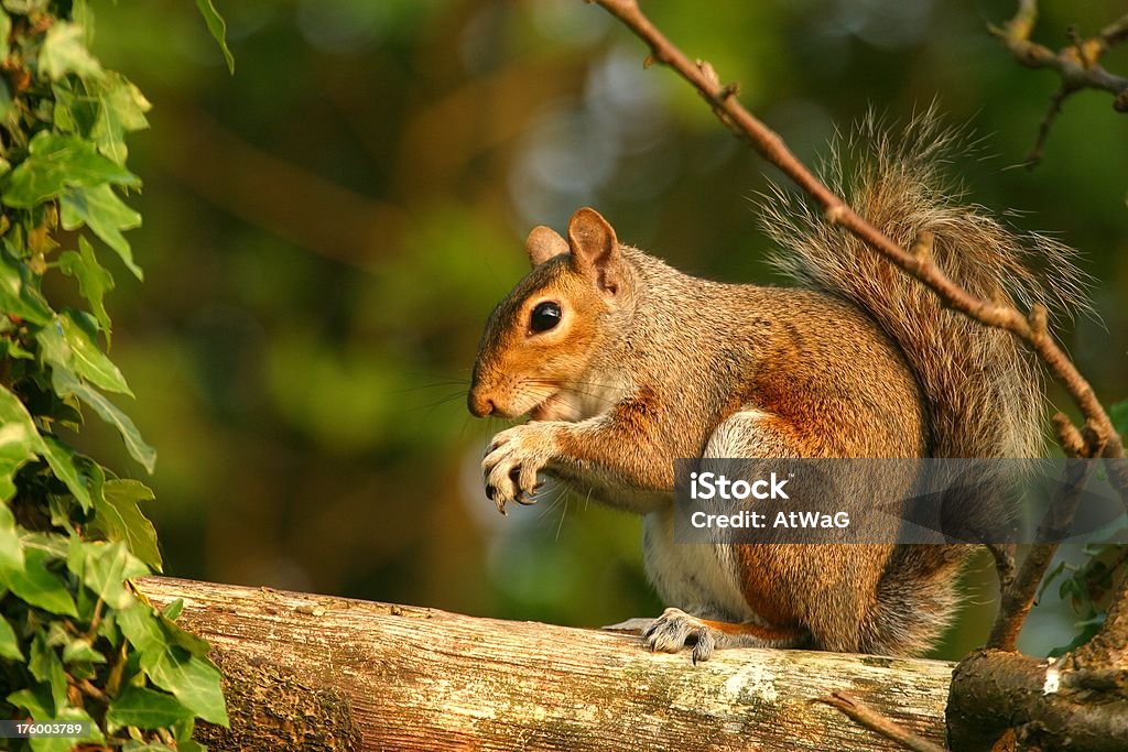 Scoiattolo grigio - Foto stock royalty-free di Albero