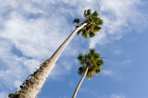 A shot of pair of tall palm trees near Santa Monica CaliforniaMore shots of Santa Monica Beach:
