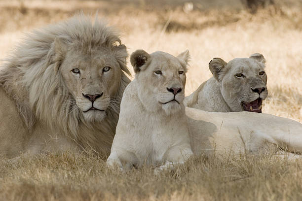 White Lions stock photo