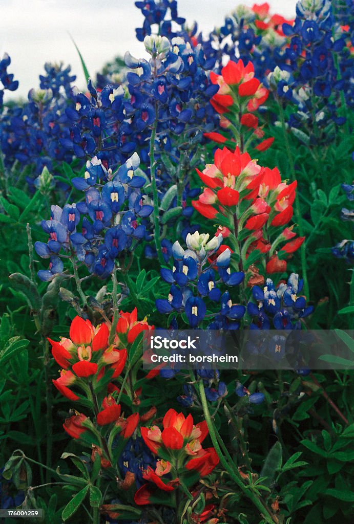 Texas Bluebonnets y castilleja - Foto de stock de Flor gorra azul libre de derechos