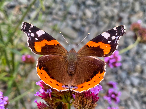 Photograph of a red Admiral butterfly sitting on a garden flower