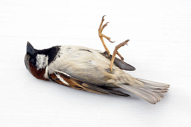 dead sparrow - house sparrow stockfoto's en -beelden