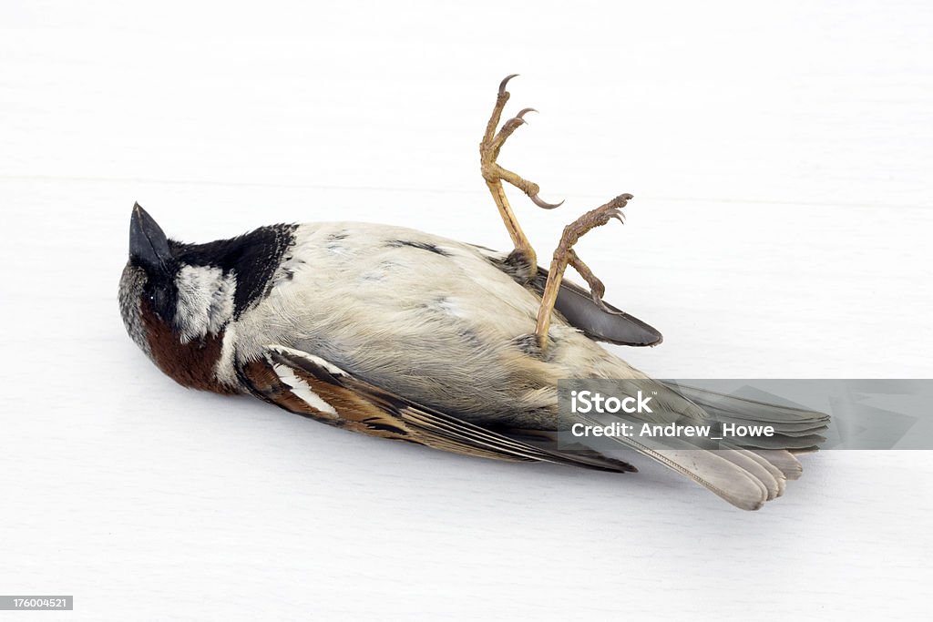 Dead Sparrow Dead House SparrowPasser domesticus Bird Stock Photo