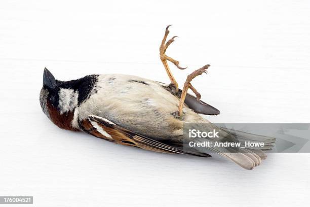 Dead Sparrow Stock Photo - Download Image Now - Bird, House Sparrow, Death
