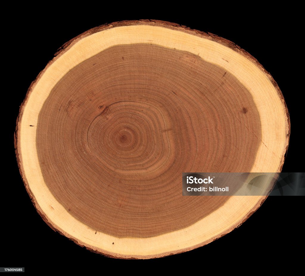 Secção transversal da árvore - Royalty-free Fundo Preto Foto de stock