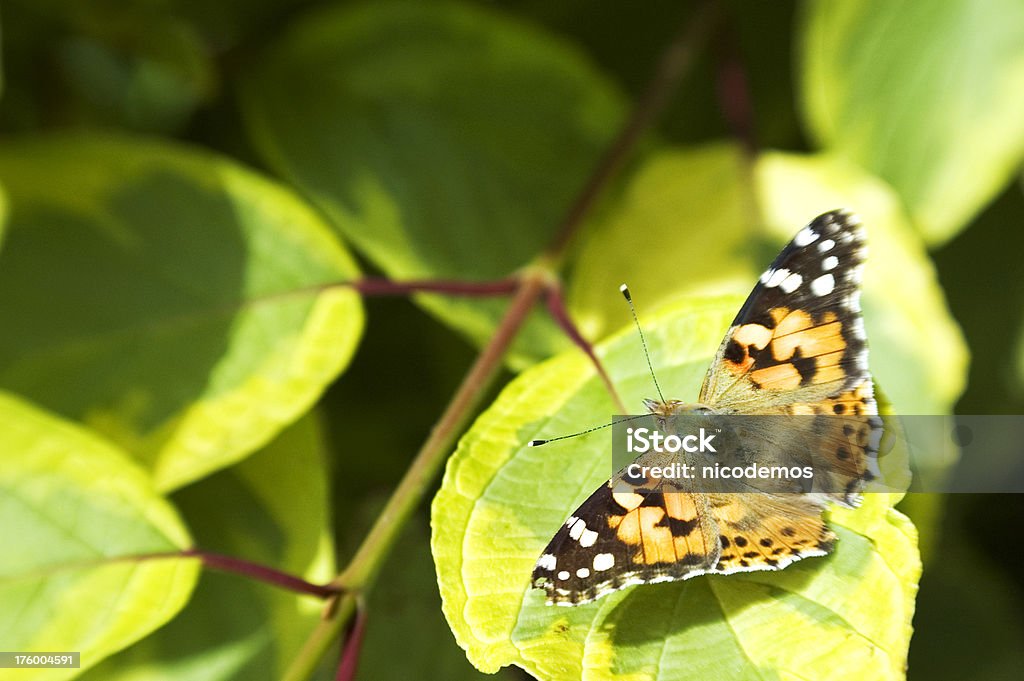 farfalla - Foto stock royalty-free di Ambientazione esterna