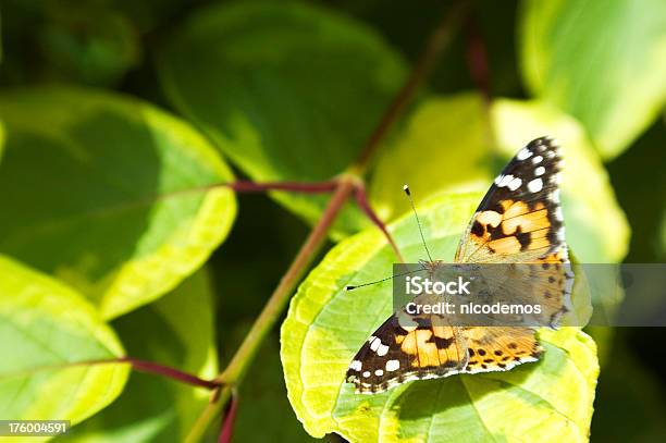 Farfalla - Fotografie stock e altre immagini di Ambientazione esterna - Ambientazione esterna, Animale, Colore verde