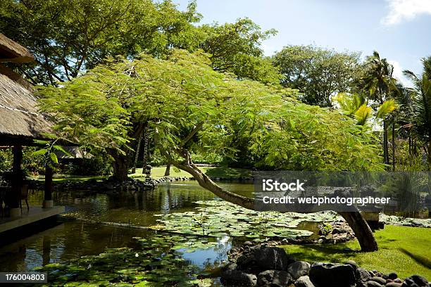 Photo libre de droit de Jardin Deau banque d'images et plus d'images libres de droit de Arbre - Arbre, Arbre à feuilles caduques, Bali