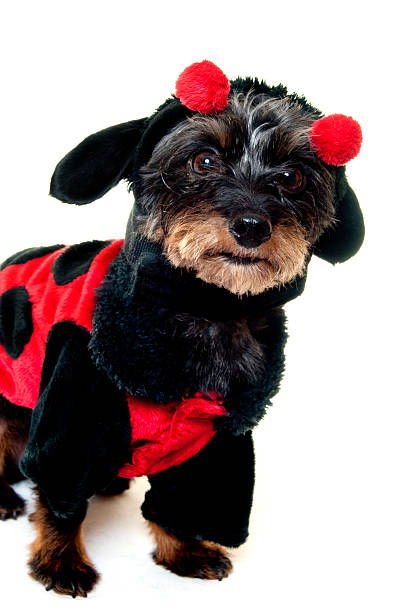 istock small dog in a costume 176004811