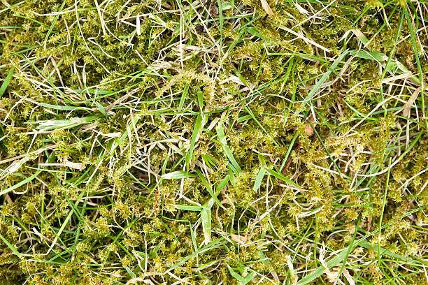 고해상도 풀 잔디 choked by 위즈 (weeds) 및 moss 스톡 사진