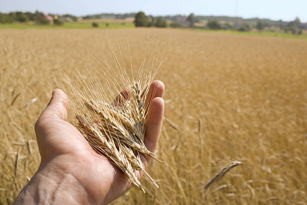 фермер руку - human hand merchandise wheat farmer стоковые фото и изображения