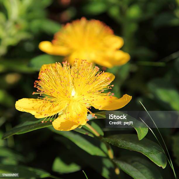 Johanniskraut Stockfoto und mehr Bilder von Blume - Blume, Fotografie, Gelb