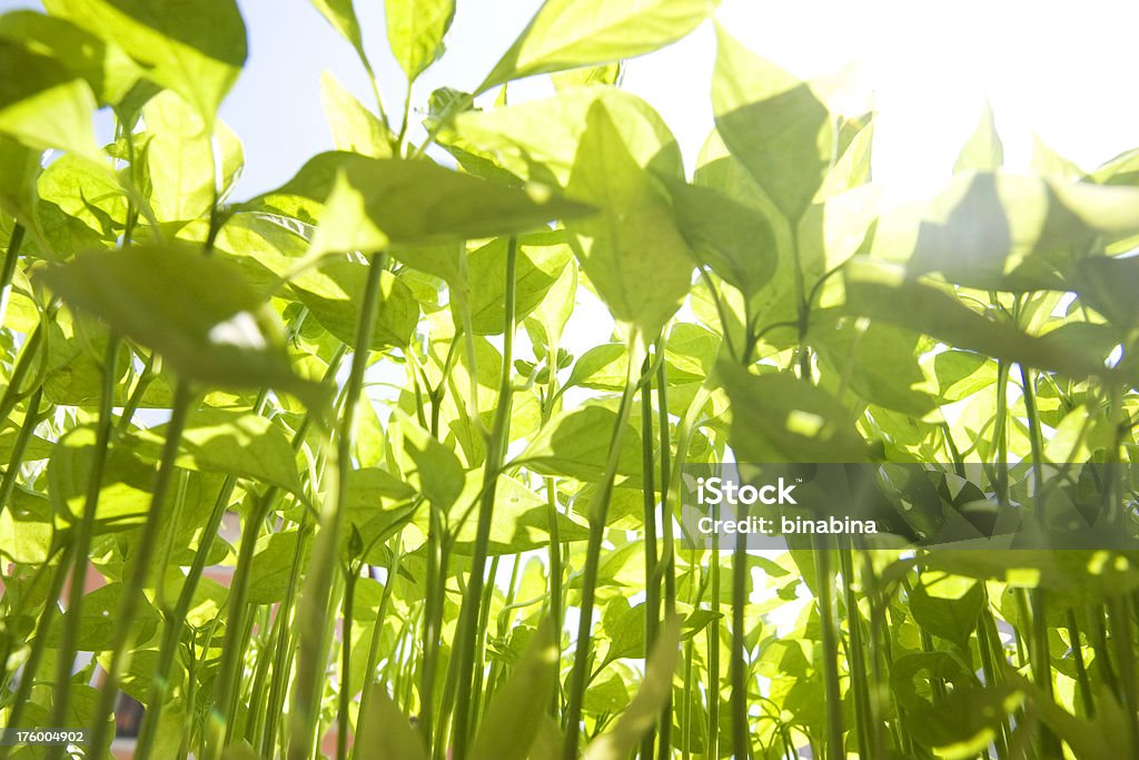 Verde e violetto - Foto stock royalty-free di Ambientazione esterna