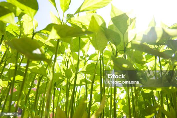 Verde E Violetto - Fotografie stock e altre immagini di Ambientazione esterna - Ambientazione esterna, Colore brillante, Colore verde