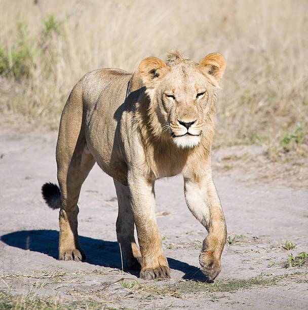 istock Young Male Lion 176004915