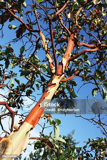 Arbutusbäumen Stockfoto und mehr Bilder von Amerikanischer Erdbeerbaum - Amerikanischer Erdbeerbaum, Baum, Baumrinde