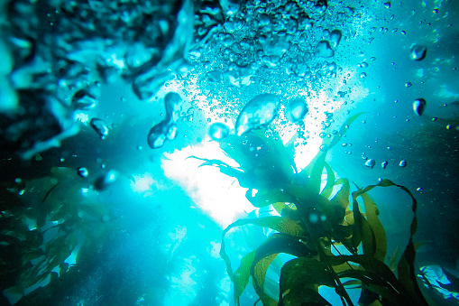 A view point from a scuba diver looking up towards the surface of the water as they come up, chasing the air bubbles as they breath out.