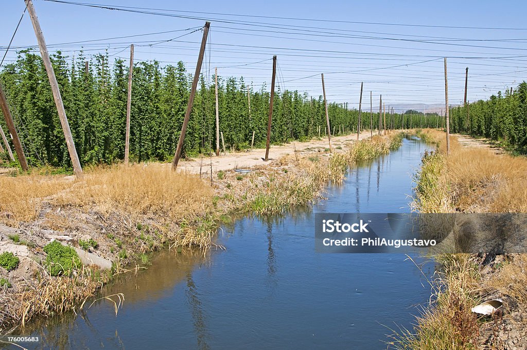 Riego canal y hop campos - Foto de stock de Agricultura libre de derechos