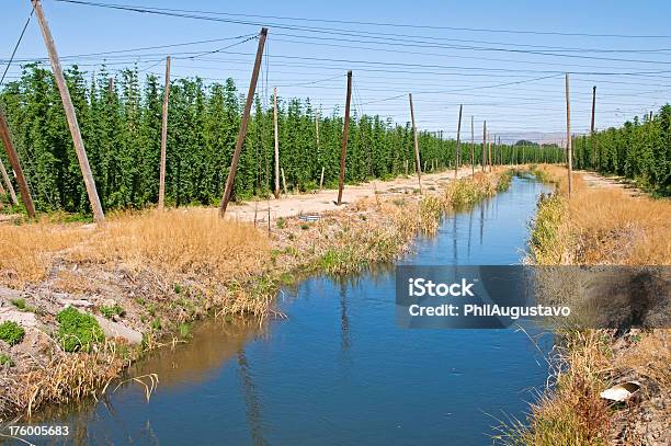 Riego Canal Y Hop Campos Foto de stock y más banco de imágenes de Agricultura - Agricultura, Agua, Camino