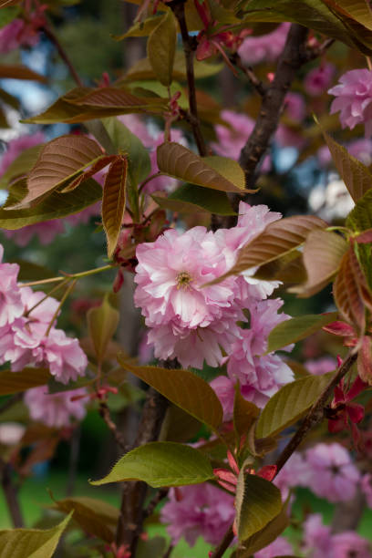 istock Beautiful sakura tree in blossom in spring. Prunus serrulata 1760057070