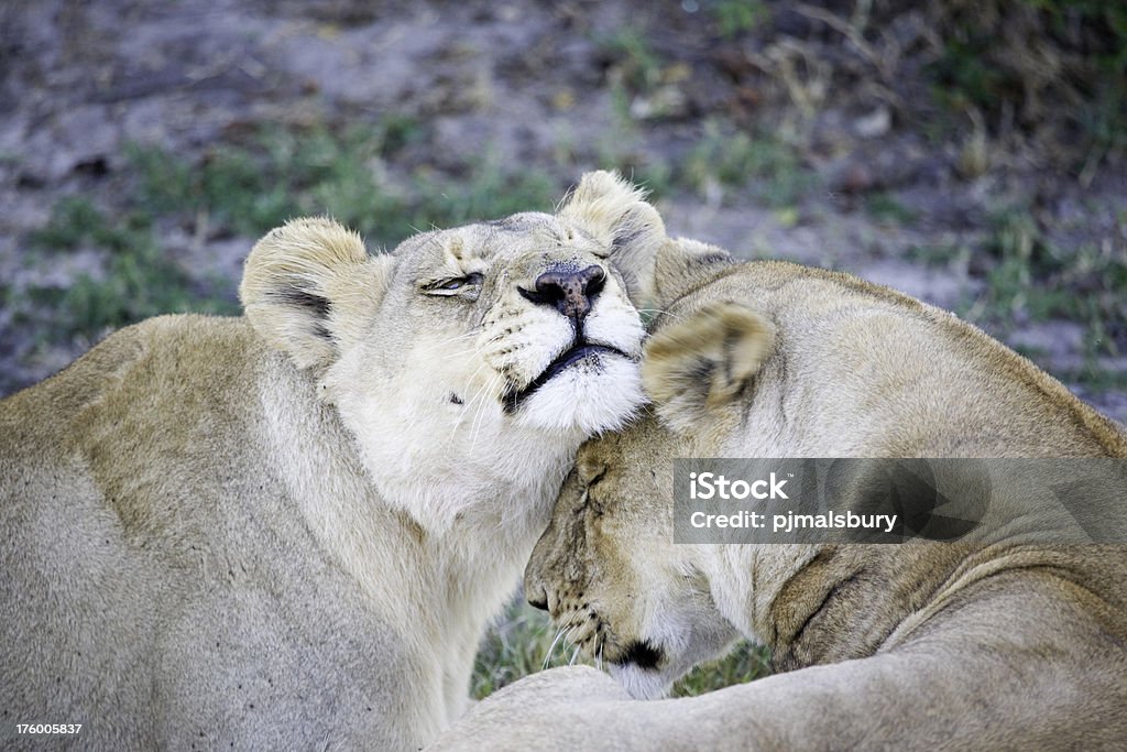 Affettuoso Lions - Foto stock royalty-free di Affettuoso