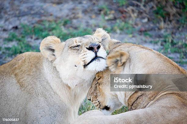 Affettuoso Lions - Fotografie stock e altre immagini di Affettuoso - Affettuoso, Africa, Animale