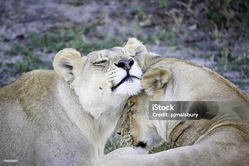 ライオン愛情豊か - アフリカのロイヤリティフリーストックフォト