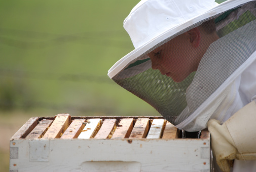 Boy beekeeper looking down into an empty hive that lost all of its bees to colony collapse.