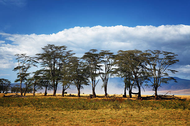 Acacia de árvores - foto de acervo