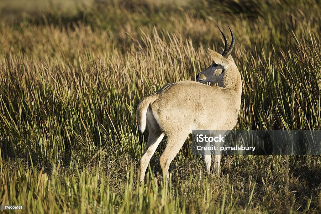 Reedbuck "Taken in the Okavango, Botswana" Africa Stock Photo