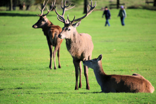 istock A view of a Red Deer 1760061984