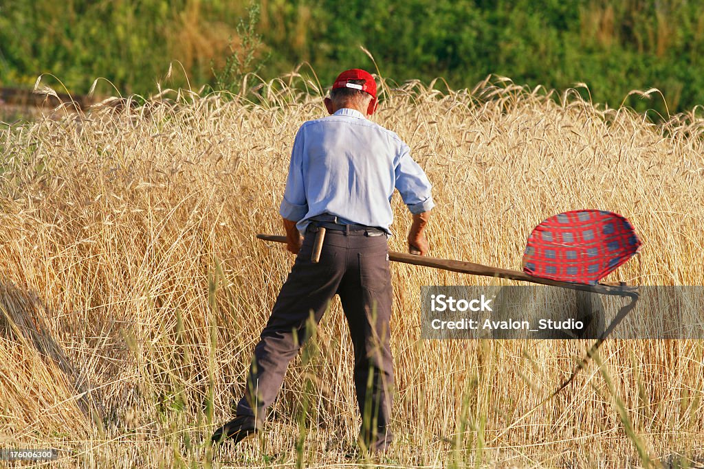 Farmer y trigo - Foto de stock de Adulto libre de derechos