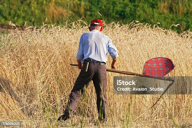 Farmer Y Trigo Foto de stock y más banco de imágenes de Adulto - Adulto, Agricultor, Agricultura