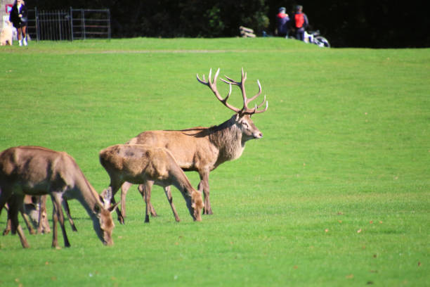 istock A view of a Red Deer 1760063198