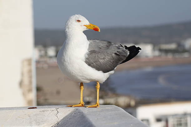 Seagull. Essaouira, Morocco #2 stock photo
