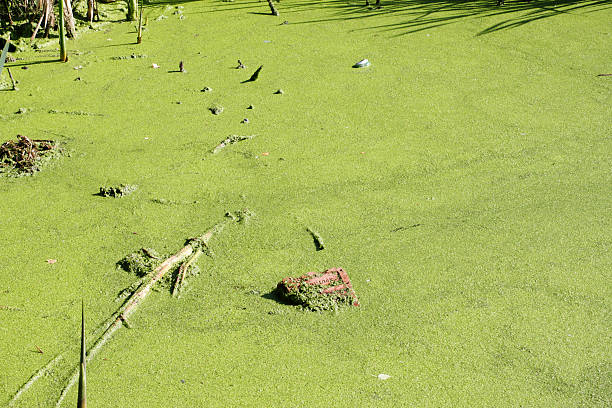 istock Green eutrophy stream water smothered with pondweed leaves 176006385