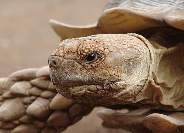 Closeup of a Giant Turtle stock photo