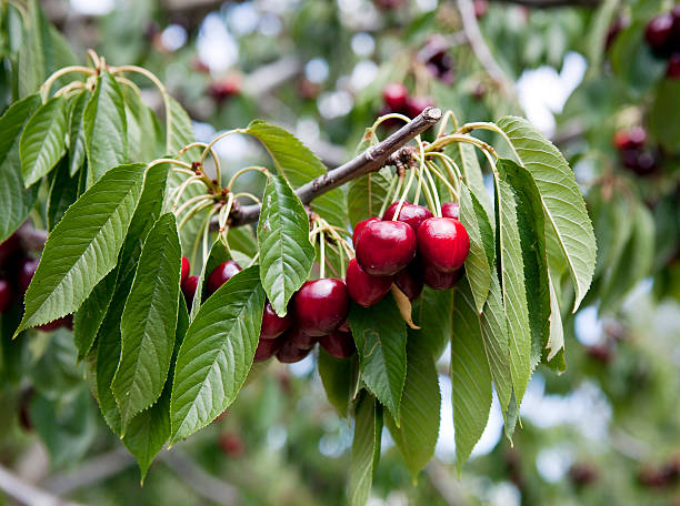 istock Cherry Tree Full of Fruit in Provence 176006743