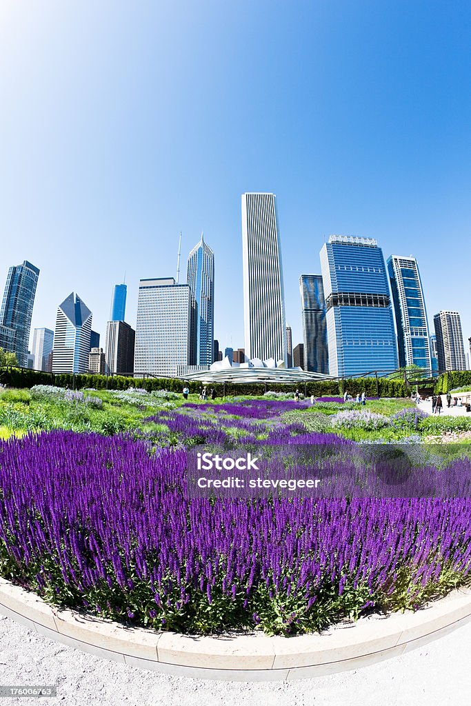 Rascacielos de Chicago y púrpura flores - Foto de stock de Aire libre libre de derechos