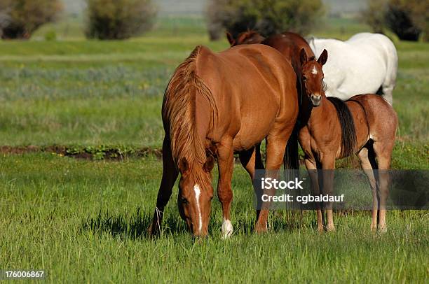 Mare And Colt Stock Photo - Download Image Now - Quarter Horse, Foal - Young Animal, Mare
