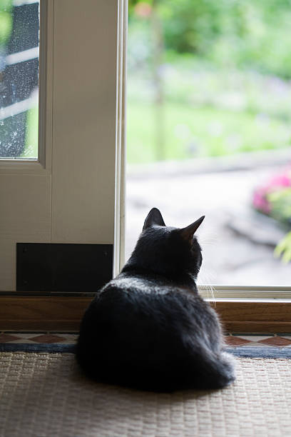 istock Domestic Cat Relax at Home 176006991