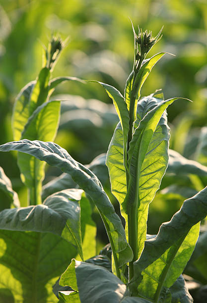 istock tobacco leaves in bloom 176006992