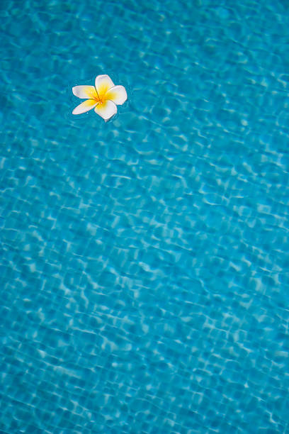 Plumeria flower found in Oahu